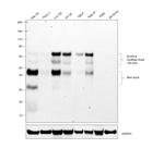 SOX9 Antibody in Western Blot (WB)