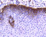 CCR2 Antibody in Immunohistochemistry (Paraffin) (IHC (P))