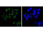 BRG1 Antibody in Immunocytochemistry (ICC/IF)