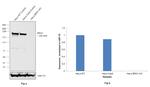 BRG1 Antibody in Western Blot (WB)