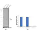 CDK4 Antibody