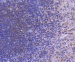 IRF5 Antibody in Immunohistochemistry (Paraffin) (IHC (P))