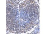 IRF5 Antibody in Immunohistochemistry (Paraffin) (IHC (P))