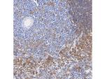 IRF5 Antibody in Immunohistochemistry (Paraffin) (IHC (P))