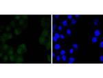 OCT4 Antibody in Immunocytochemistry (ICC/IF)