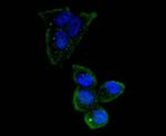 OCT4 Antibody in Immunocytochemistry (ICC/IF)