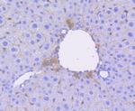 OCT4 Antibody in Immunohistochemistry (Paraffin) (IHC (P))