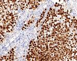 OCT4 Antibody in Immunohistochemistry (Paraffin) (IHC (P))