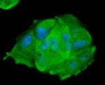 STAT1 Antibody in Immunocytochemistry (ICC/IF)