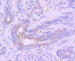 STAT1 Antibody in Immunohistochemistry (Paraffin) (IHC (P))