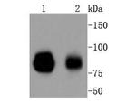 STAT1 Antibody in Western Blot (WB)