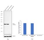 CDK4 Antibody in Western Blot (WB)