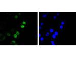 RUNX2 Antibody in Immunocytochemistry (ICC/IF)