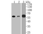 RUNX2 Antibody in Western Blot (WB)