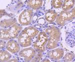 TRAF2 Antibody in Immunohistochemistry (Paraffin) (IHC (P))