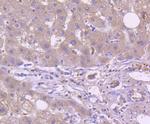 TRAF2 Antibody in Immunohistochemistry (Paraffin) (IHC (P))