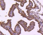 TRAF2 Antibody in Immunohistochemistry (Paraffin) (IHC (P))