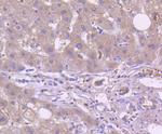 TRAF2 Antibody in Immunohistochemistry (Paraffin) (IHC (P))