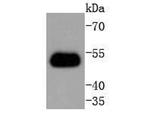 TRAF2 Antibody in Western Blot (WB)