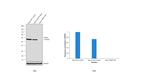 TRAF2 Antibody in Western Blot (WB)