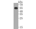 TRAF2 Antibody in Western Blot (WB)