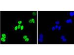 JunB Antibody in Immunocytochemistry (ICC/IF)