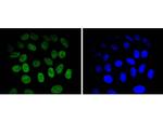 JunB Antibody in Immunocytochemistry (ICC/IF)