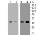 JunB Antibody in Western Blot (WB)