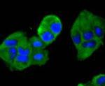 MEK2 Antibody in Immunocytochemistry (ICC/IF)