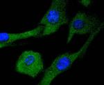 MEK2 Antibody in Immunocytochemistry (ICC/IF)