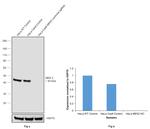 MEK2 Antibody in Western Blot (WB)