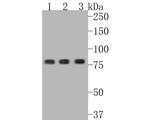 Phospho-STAT3 (Tyr705) Antibody in Western Blot (WB)