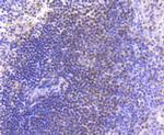 PAX5 Antibody in Immunohistochemistry (Paraffin) (IHC (P))