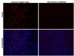 PAX5 Antibody in Immunohistochemistry (Paraffin) (IHC (P))