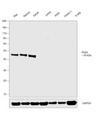 PAX5 Antibody in Western Blot (WB)