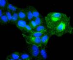 ITGA5 Antibody in Immunocytochemistry (ICC/IF)