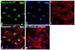 Histone H3 Antibody in Immunocytochemistry (ICC/IF)