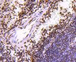 Histone H3 Antibody in Immunohistochemistry (Paraffin) (IHC (P))