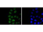 Cdc5L Antibody in Immunocytochemistry (ICC/IF)