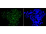 Cdc5L Antibody in Immunocytochemistry (ICC/IF)