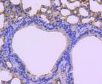 Cdc5L Antibody in Immunohistochemistry (Paraffin) (IHC (P))