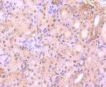 Cdc5L Antibody in Immunohistochemistry (Paraffin) (IHC (P))