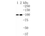 Cdc5L Antibody in Western Blot (WB)