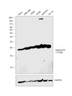 Histone H3 Antibody in Western Blot (WB)