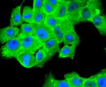 FASN Antibody in Immunocytochemistry (ICC/IF)