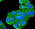 PRDX1 Antibody in Immunocytochemistry (ICC/IF)