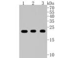 PRDX1 Antibody in Western Blot (WB)