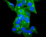 GPX1 Antibody in Immunocytochemistry (ICC/IF)