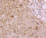 GPX1 Antibody in Immunohistochemistry (Paraffin) (IHC (P))