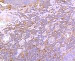 GPX1 Antibody in Immunohistochemistry (Paraffin) (IHC (P))